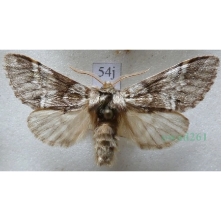 Drymonia dodonaea (Denis & Schiffermüller, 1775) male Dąbrówka dodona Czech54j